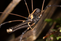 Forsteropsalis wattsi