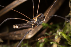 Forsteropsalis wattsi