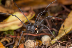 Pantopsalis cheliferoides