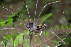 Pantopsalis cheliferoides