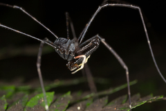 Pantopsalis cheliferoides