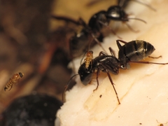 Apocephalus coquilletti