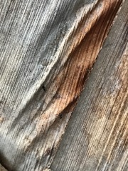 Technomyrmex difficilis