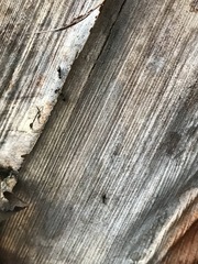 Technomyrmex difficilis