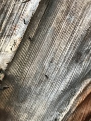 Technomyrmex difficilis