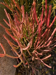 Euphorbia tirucalli