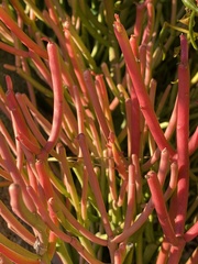 Euphorbia tirucalli