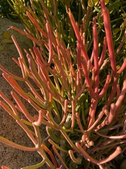 Euphorbia tirucalli