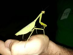 Stagmatoptera septentrionalis