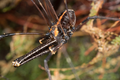 Forsteropsalis wattsi