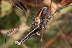 Forsteropsalis wattsi