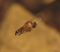 Apocephalus coquilletti
