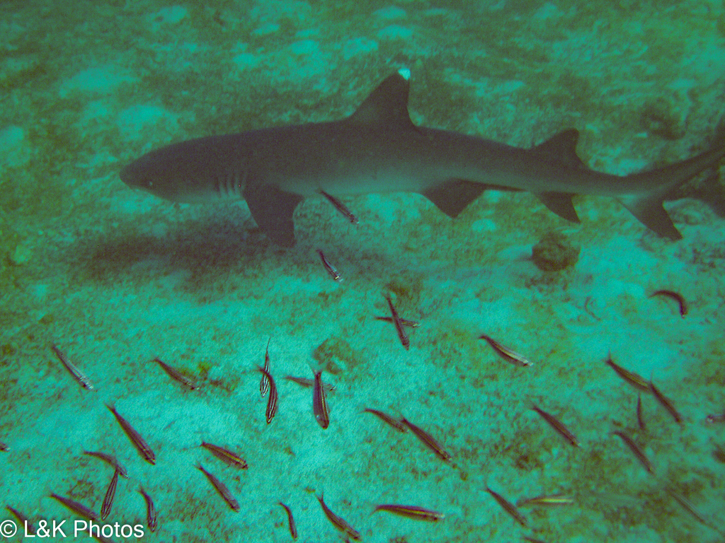 Whitetip reef shark above a school of small fish
