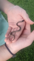 Thamnophis elegans vagrans