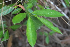 Sterculia lanceolata