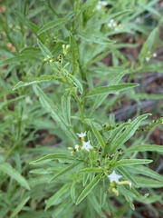 Heliotropium lineare