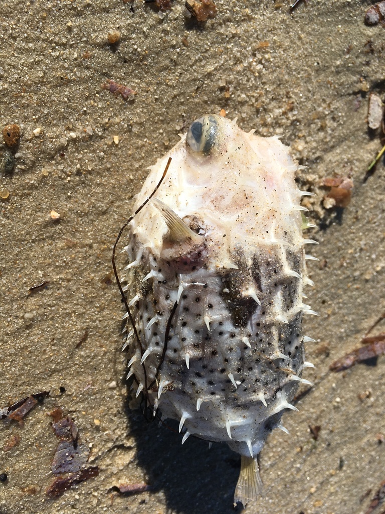 Bridled Burrfish from Placencia, Belize on February 01, 2019 at 09:33 ...
