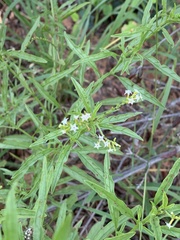 Heliotropium lineare