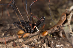 Forsteropsalis inconstans