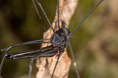 Pantopsalis cheliferoides