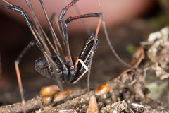 Forsteropsalis inconstans