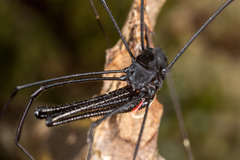 Pantopsalis cheliferoides