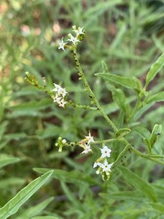 Heliotropium lineare