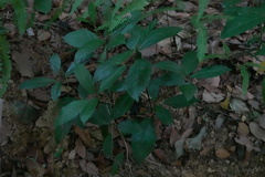 Psychotria asiatica