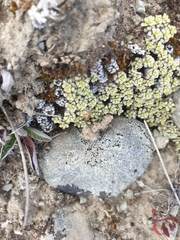 Raoulia parkii