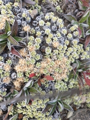 Raoulia parkii