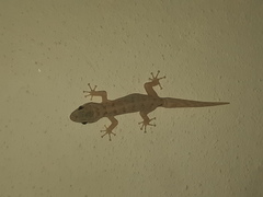 Phyllodactylus reissii