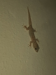 Phyllodactylus reissii