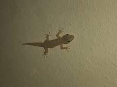 Phyllodactylus reissii