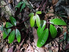 Tetrastigma