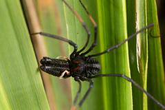 Forsteropsalis inconstans