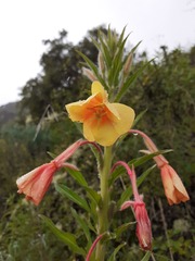 Oenothera versicolor