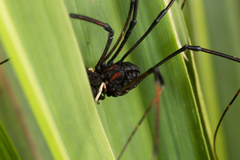 Forsteropsalis inconstans