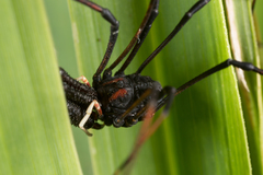 Forsteropsalis inconstans