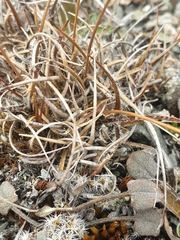 Luzula rufa albicomans