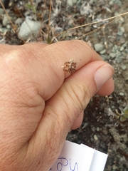 Luzula rufa albicomans