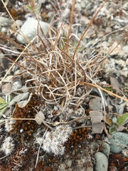 Luzula rufa albicomans