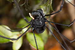 Pantopsalis cheliferoides