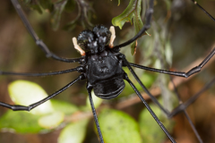 Pantopsalis cheliferoides
