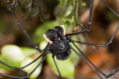 Pantopsalis cheliferoides