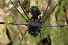 Pantopsalis cheliferoides