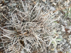 Luzula ulophylla