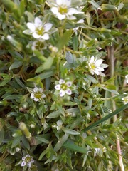 Arenaria orbignyana