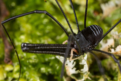 Pantopsalis cheliferoides