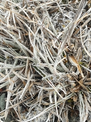 Luzula ulophylla