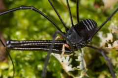 Pantopsalis cheliferoides